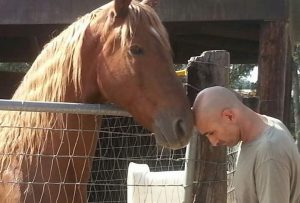 doctor rescues horses